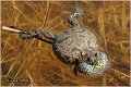 24_yellow-bellied_toad