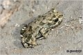 40_european_green_toad