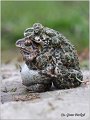 70_common_spadefoot