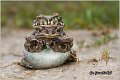 71_common_spadefoot