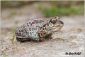 73_common_spadefoot