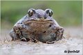 74_common_spadefoot