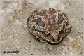 75_common_spadefoot