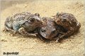 76_common_spadefoot