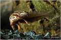 81_common_newt