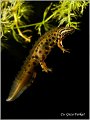 82_common_newt