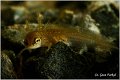 86_common_newt