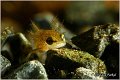 88_common_newt