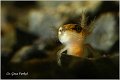 89_common_newt