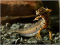 90_common_newt