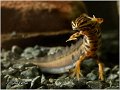 90_common_newt