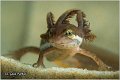 91_common_newt