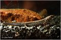 93_danube_crested_newt