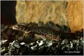 94_danube_crested_newt