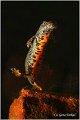 95_danube_crested_newt