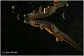 96_danube_crested_newt