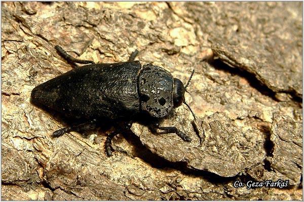 01_peach_capnodis.jpg - Peach capnodis,  Capnodis tenebrionis,    Location: Novi Sad - Petrovaradin, Serbia,