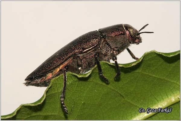 03_metallic_wood_borer.jpg - Metallic wood borer, Perotis lugubris, Location: Herceg Novi, Montenegro