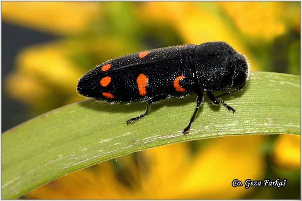 05_ptosima_undecimmaculata.jpg - Ptosima undecimmaculata, Location: Fruška Gora, Serbia