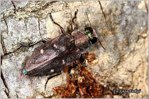 09_chrysobothris_affinis.jpg - Chrysobothris affinis, Location: Fruška Gora -Venac, Serbia