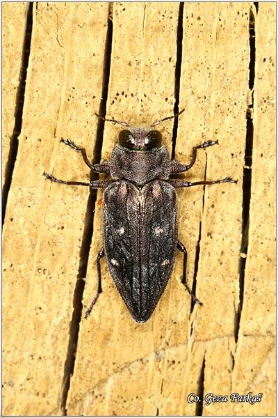 11_chrysobothris_affinis.jpg - Chrysobothris affinis, Location: Fruška Gora -Venac, Serbia