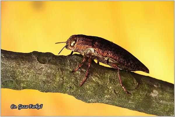 13_dicerca_berolinensis.jpg - Dicerca berolinensis, Location: Fruška Gora -Venac, Serbia
