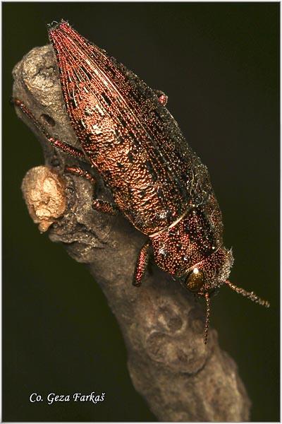 15_dicerca_berolinensis.jpg - Dicerca berolinensis, Location: Fruška Gora -Venac, Serbia