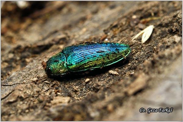 17_ovalisia_mirifica.jpg - Ovalisia mirifica, Location: Fruška Gora -Venac, Serbia