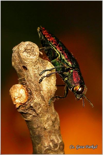 19_ovalisia_mirifica.jpg - Ovalisia mirifica, Location: Fruška Gora -Venac, Serbia