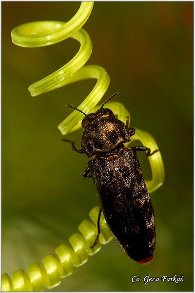 23_coarebus_undatus.jpg - Coarebus undatus, Location: Novi Sad, Serbia