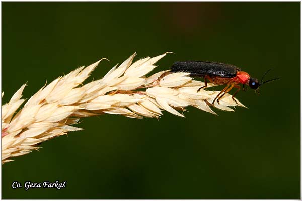 05_fireflie.jpg - Fireflies, Luciola lusitanica, Location: Tjentite, Bosnia and Herzegovina