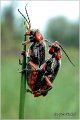 01_soldier_beetle