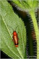 04_common_red_soldier_beetle