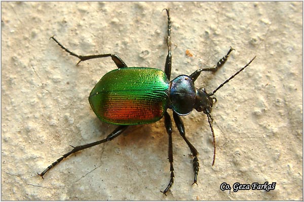 01_forest_caterpillar_hunter.jpg - Forest Caterpillar Hunter, Calosoma sycophanta, Location: Novi Sad, Serbia