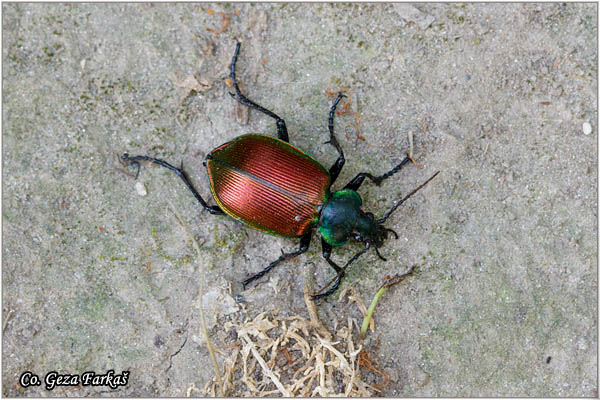 02_forest_caterpillar_hunter.jpg - Forest Caterpillar Hunter, Calosoma sycophanta, Location: Novi Sad, Serbia