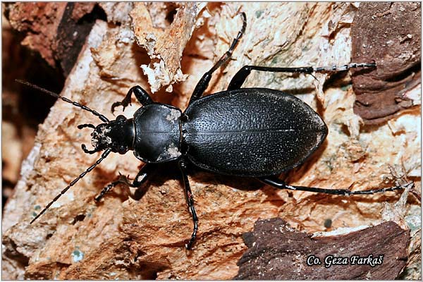 03_carabus_coriaceus.jpg - Carabus coriaceus, Location: Fruka Gora, Serbia