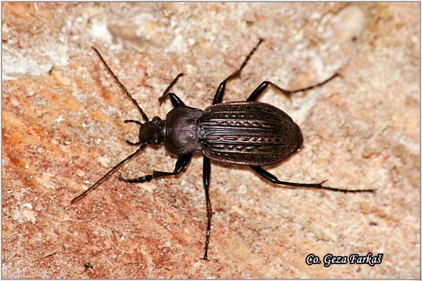 05_granulated_carabid.jpg - Granulated Carabid, Carabus granulatus, Location: Fruka Gora - Venac, Serbia