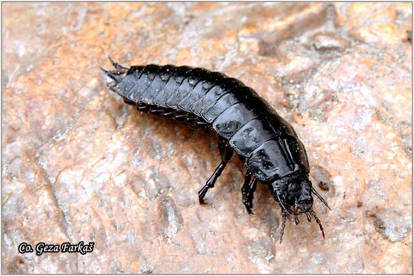 07_carabidae_larva.jpg - Family Carabidae, larva, Location: Novi Sad, Serbia