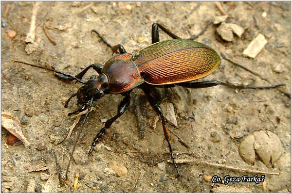 09_carabus_pracellens.jpg - Carabus pracellens, Location: Fruka Gora - Venac, Serbia