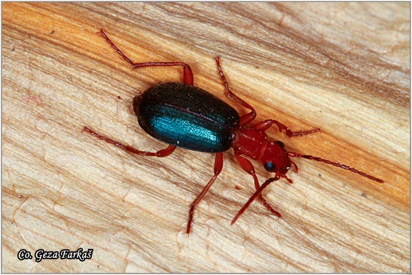 14_bombardier_beetle.jpg - Bombardier Beetle, Brachinus crepitans, Mesto - Location: Slano kopovo, Serbia