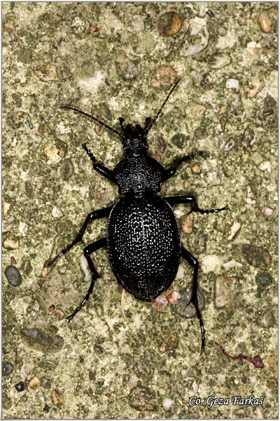 16_carabus_gigas.jpg - Carabus gigas, Location: Fruka Gora, Serbia