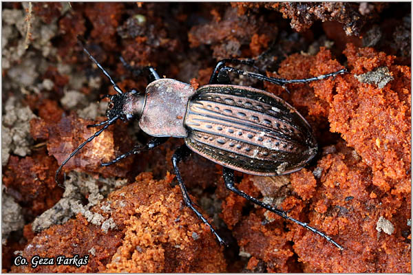 20_carabus_cancellatus.jpg - Carabus cancellatus, Location: Fruska gora, Serbia