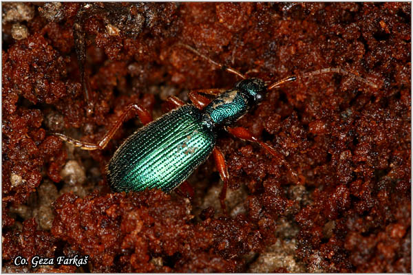 22_drypta_dentata.jpg - Drypta dentata, Location: Fruska gora, Serbia