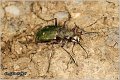 11_green_tiger_beetle