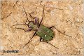 13_green_tiger_beetle