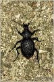 16_carabus_gigas