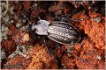 20_carabus_cancellatus