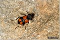 24_crucifix_ground_beetle