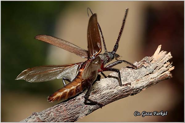 03_aegosoma_scabricornis.jpg - Aegosoma scabricornis,  Location: Novi Sad Serbia