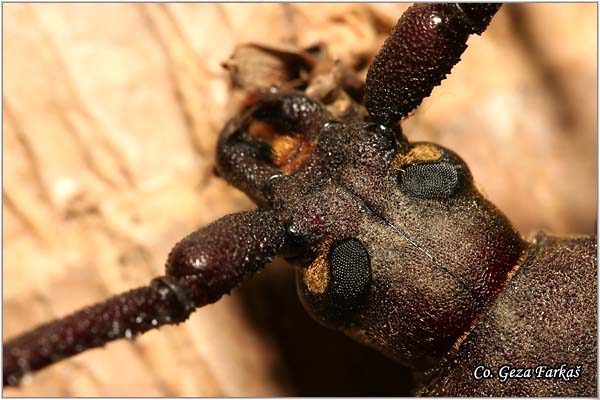 05_aegosoma_scabricornis.jpg - Aegosoma scabricornis,  Location: Novi Sad Serbia